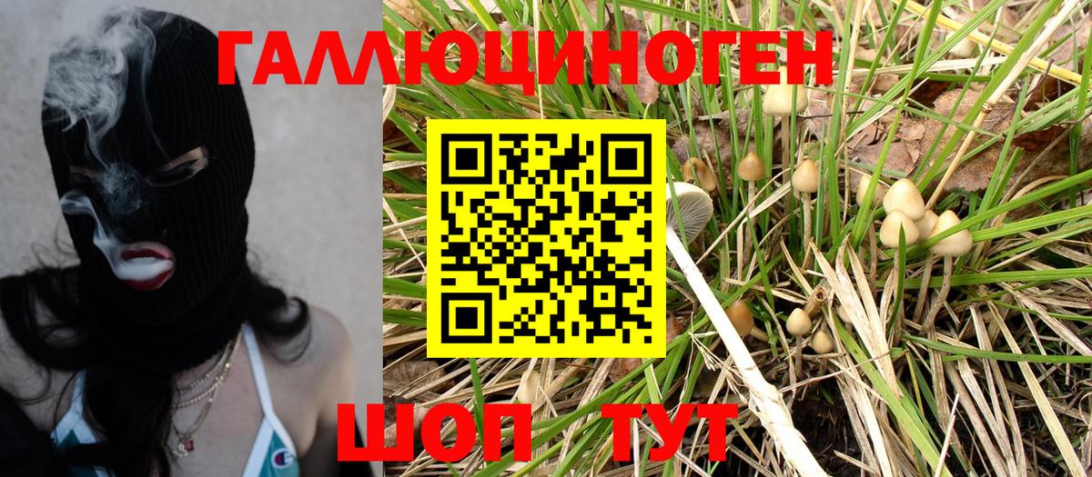 Псилоцибиновые грибы Psilocybe Губаха